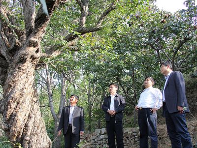临朐县副县长孙琪军（右二）参观栽种于明朝年间的山楂树王